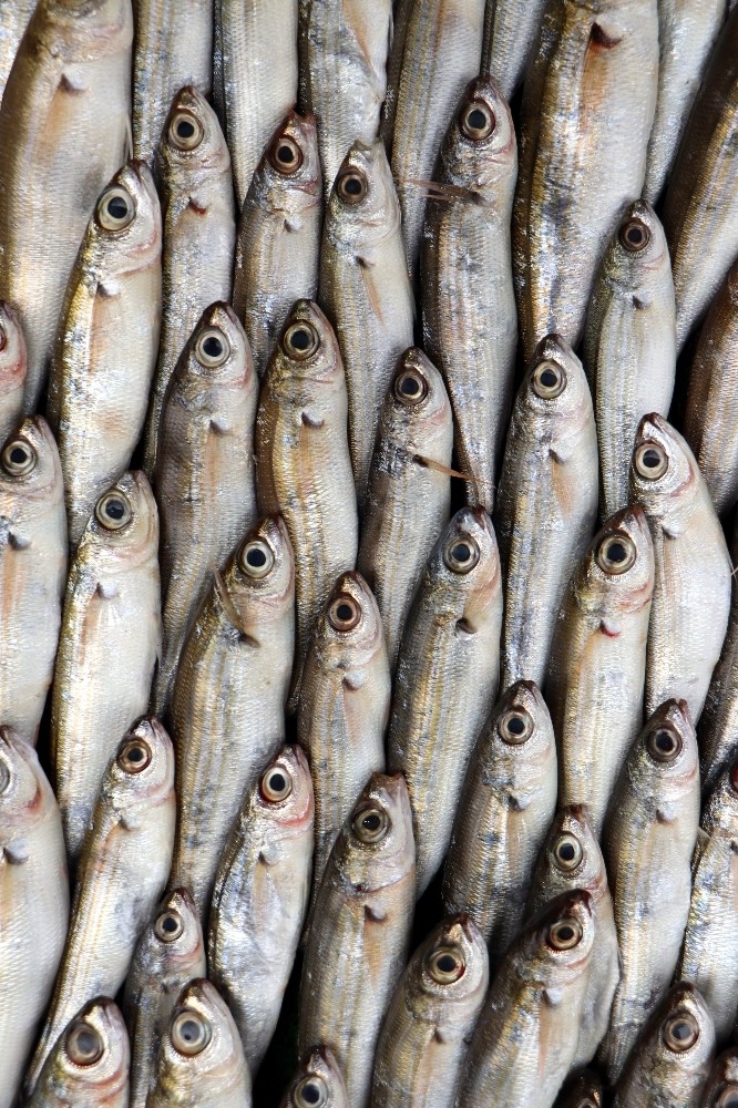 Korona Virüs Balıkçıları Vurdu