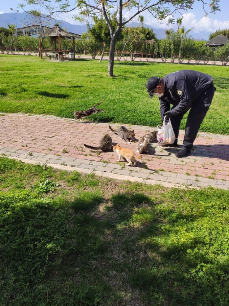 Polisler, Sokakta Yaşayan Sahipsiz Kedilere Yiyecek Bıraktı