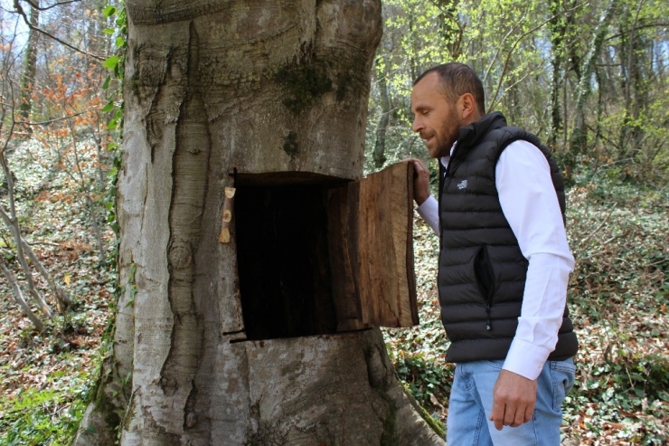 Ağaçkakan Gibi Asırlık Ağaca Sığındı, Başına İş Açtı