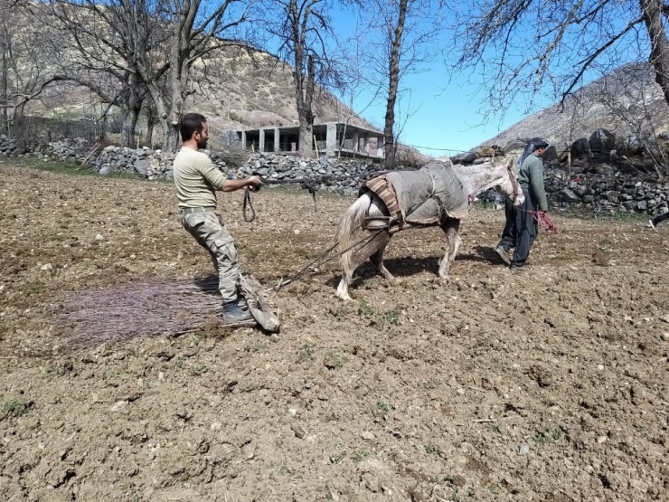 Uludure’de Atlarla Tarla Sürdüler