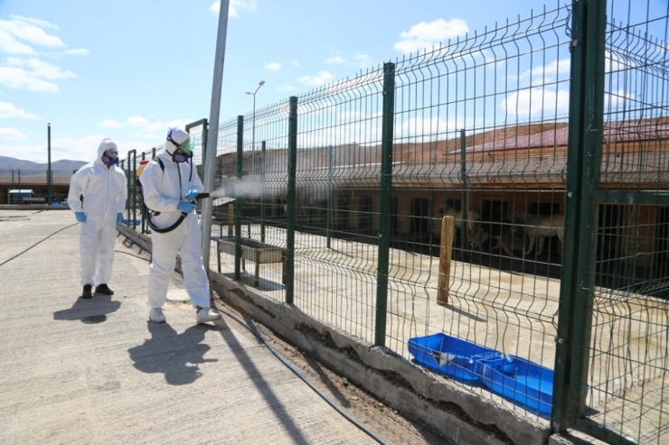Sivas Belediyesi Sokak Hayvanlarını Unutmadı