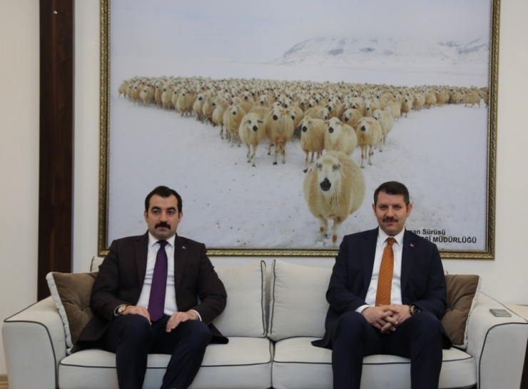 Hedef 1 Milyon Kangal Akkaraman Koyunu