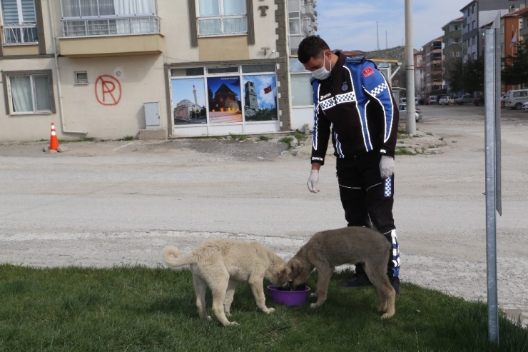 Sivrihisar’da Sokak Hayvanları Aç Kalmıyor