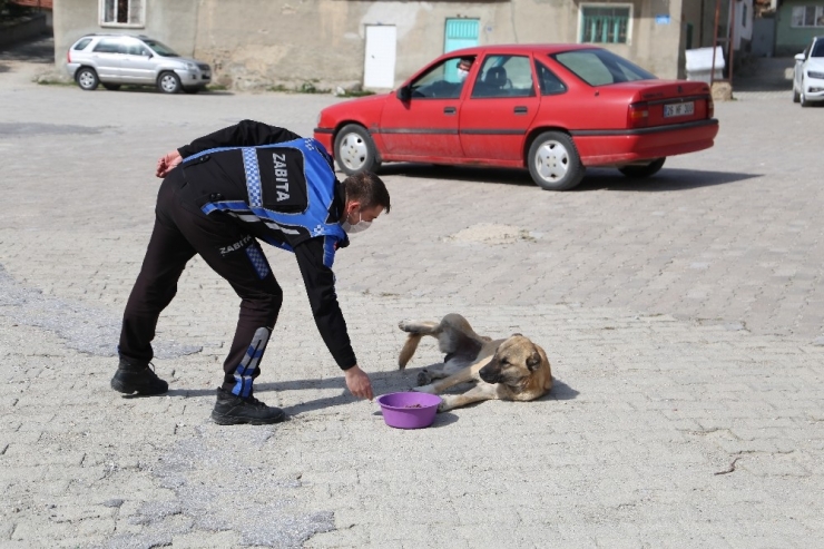 Sivrihisar’da Sokak Hayvanları Aç Kalmıyor