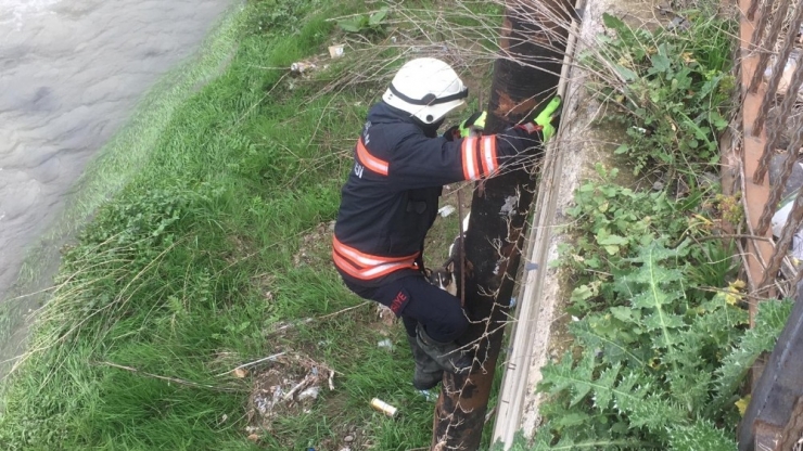Galanima Deresi’ne Düşen Sahipsiz Köpek İtfaiye Ekipleri Tarafından Kurtarıldı