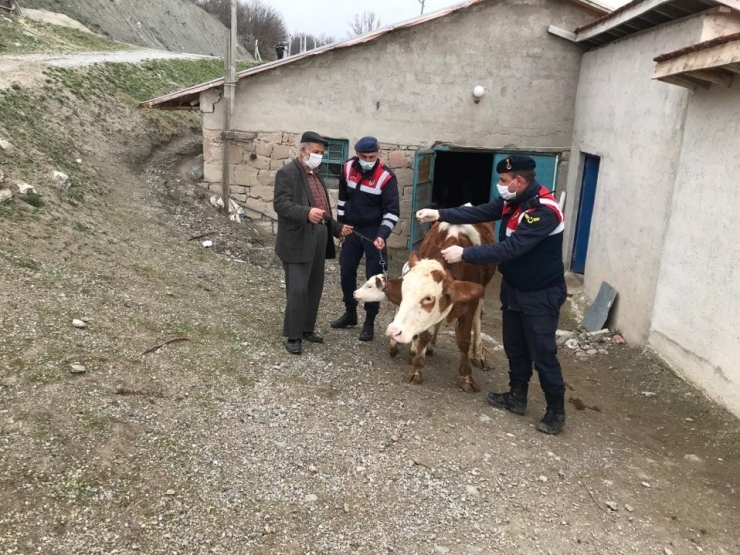 Çalınan Hayvanlar Sahibine Teslim Edildi