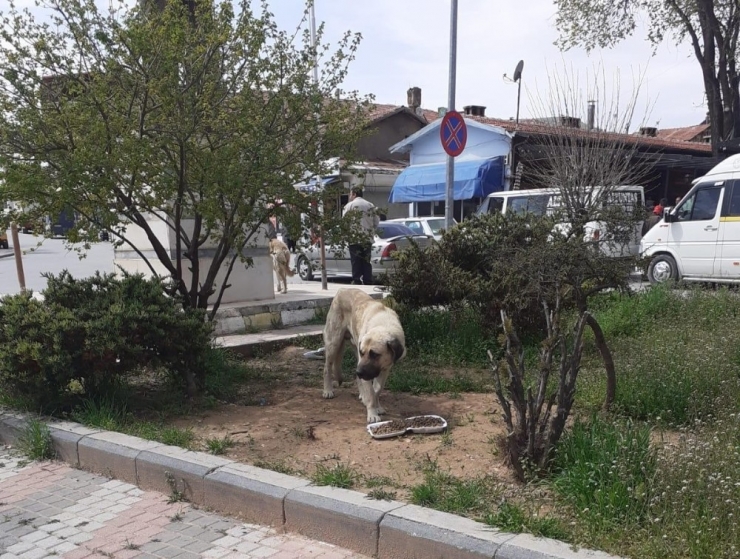 Akçadağ’da Sokak Hayvanları Unutulmadı