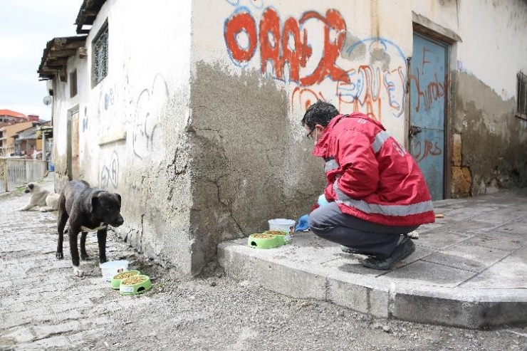 Bayburt’ta Sokak Hayvanları İçin Mama Ve Su Bırakıldı
