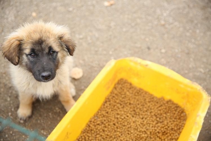 Bayburt’ta Sokak Hayvanları İçin Mama Ve Su Bırakıldı