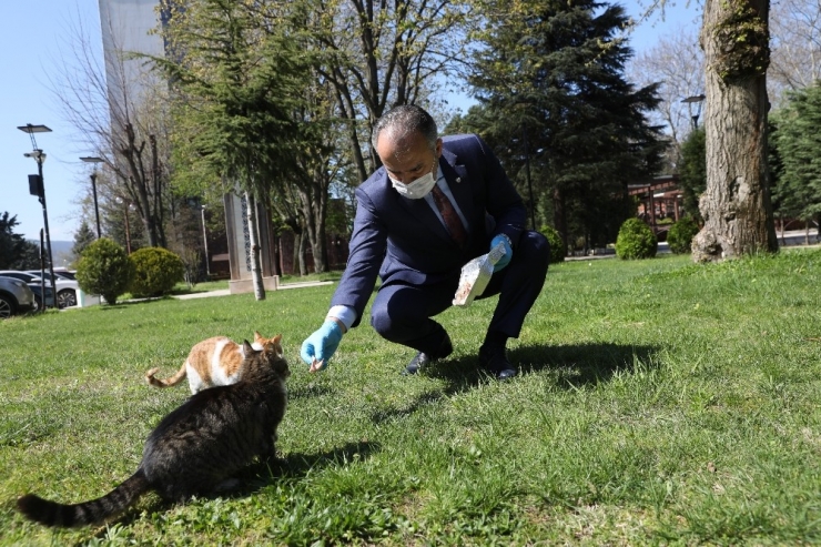 Bursa’da Sokak Hayvanları İçin 50 Mamatik
