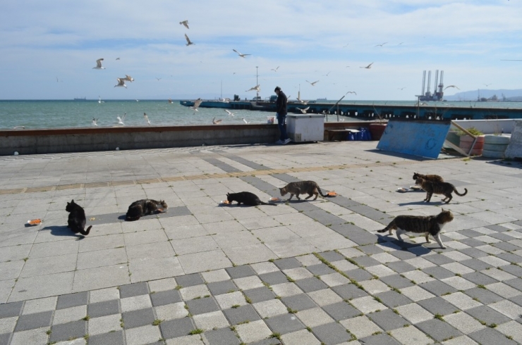 Yemlerin Kokusunu Alan Oraya Akın Etti