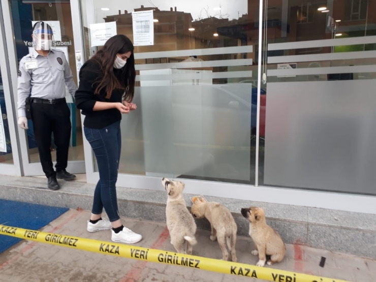 Yiyecek Bulmakta Zorlanan Sokak Hayvanlarına Vatandaş Desteği