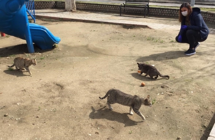 Sokak Hayvanlarına Günlük Mama Servisi Yapılıyor