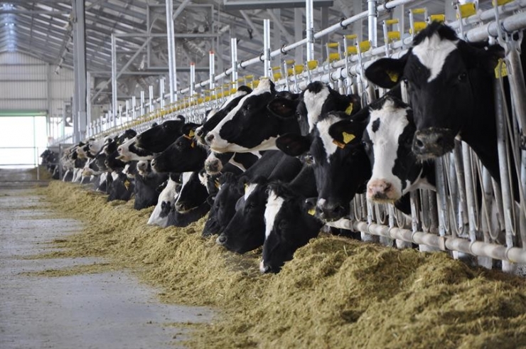 Kütahya’da Büyükbaş Hayvan Sayısı 202 Bin 114