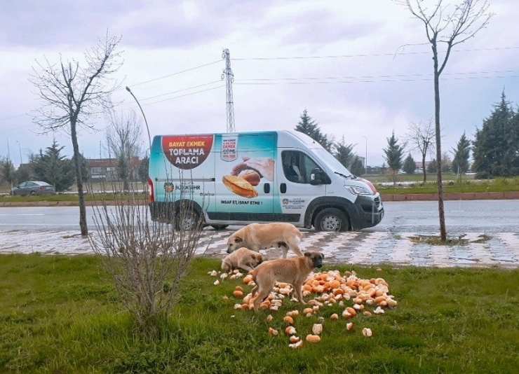 Malatya Büyükşehir Belediyesi, Sokak Hayvanlarını Unutmuyor