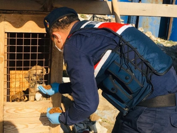 Polis Ve Jandarma Sokak Hayvanları İçin Seferber Oldu