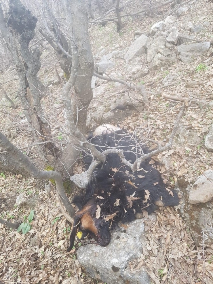 Aç Kalan Kurtlar Köye İnip 5 Keçiyi Telef Etti