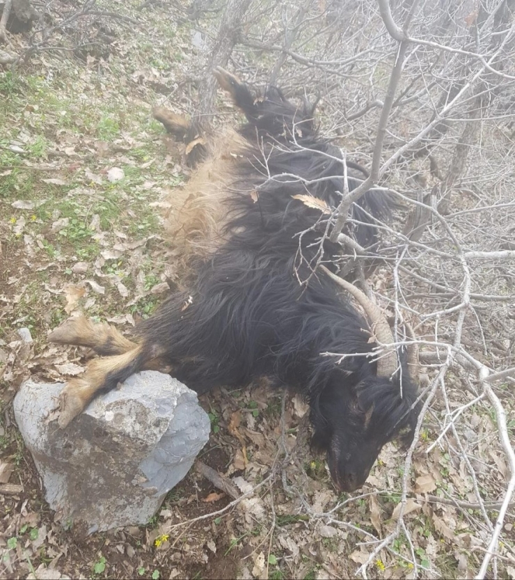 Aç Kalan Kurtlar Köye İnip 5 Keçiyi Telef Etti