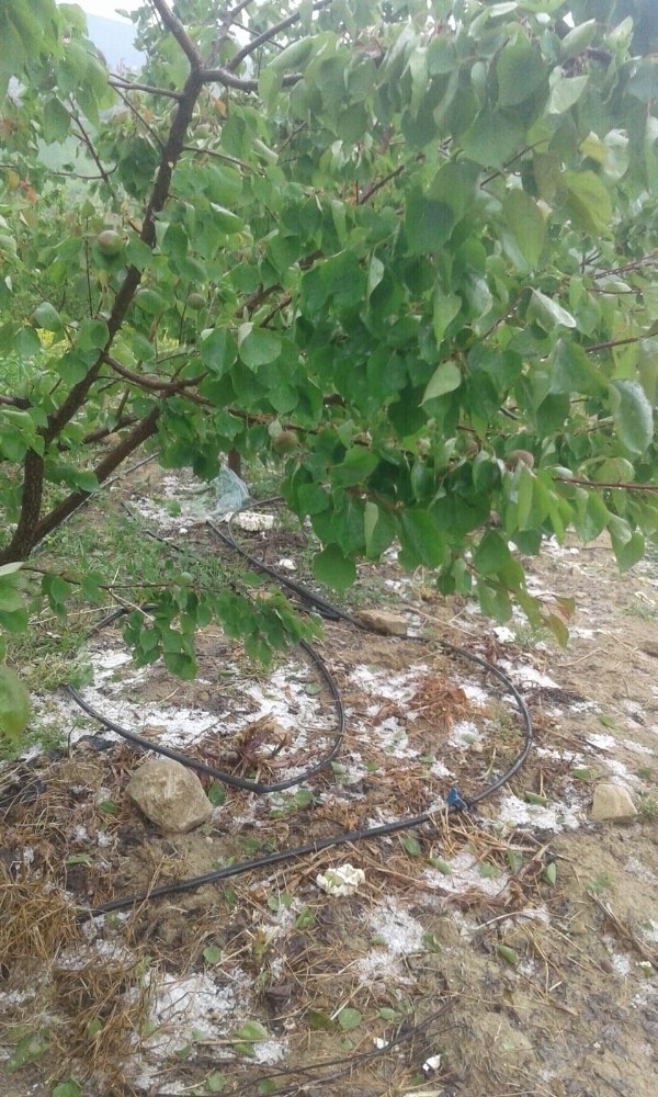 Tarsus’ta Yağan Dolu Ekili Tarım Arazilerine Zarar Verdi