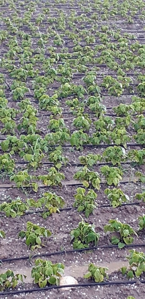 Tarsus’ta Yağan Dolu Ekili Tarım Arazilerine Zarar Verdi