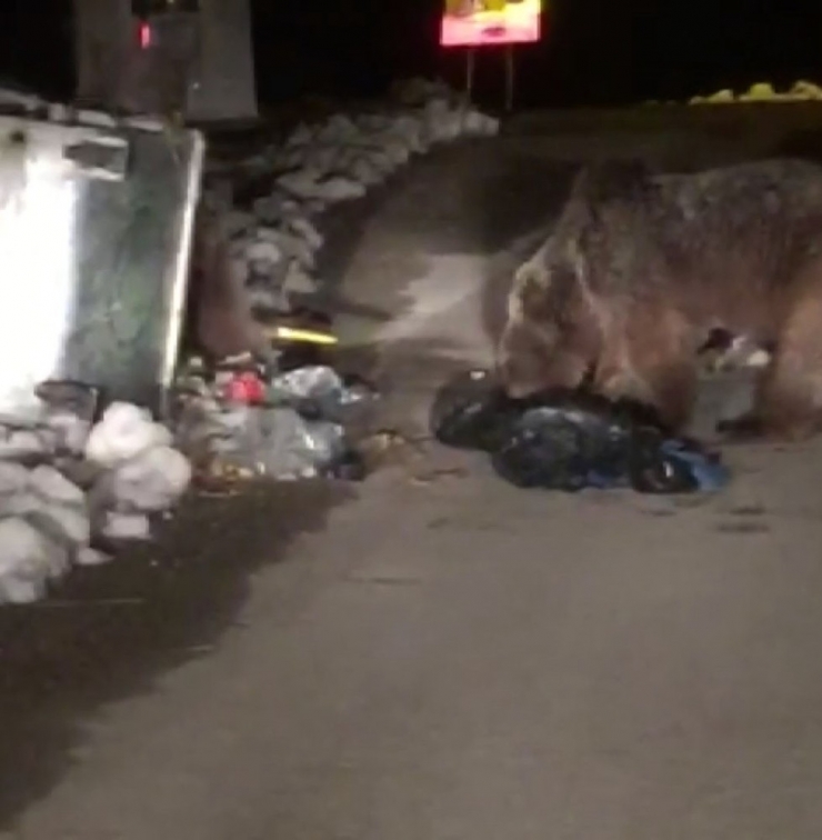 Kış Uykusundan Uyanan Ayılar Şaşkın