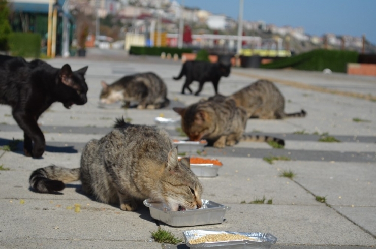 Yemlerin Kokusunu Alan Oraya Akın Etti