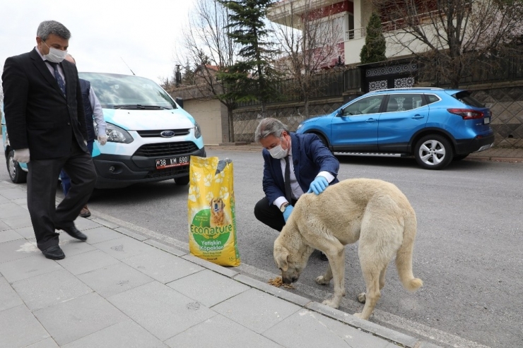 Melikgazi’de Salgına Rağmen Sokak Hayvanları Unutulmadı