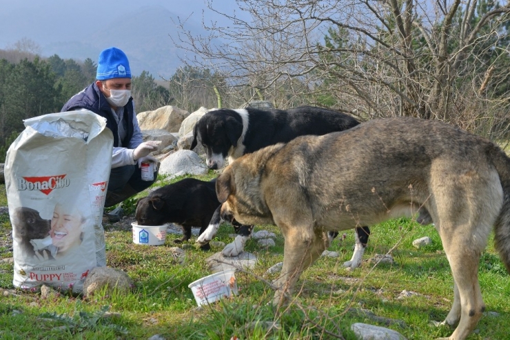 Sokak Hayvanlarına Korona Desteği