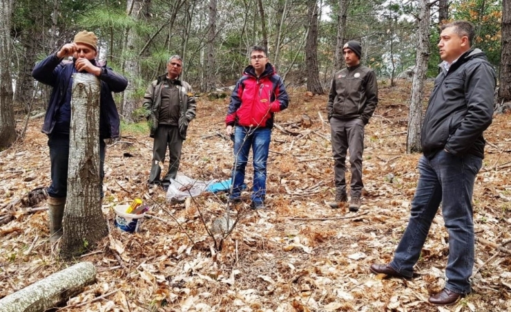 Kazdağları’nda Kestane Üretimi Artacak