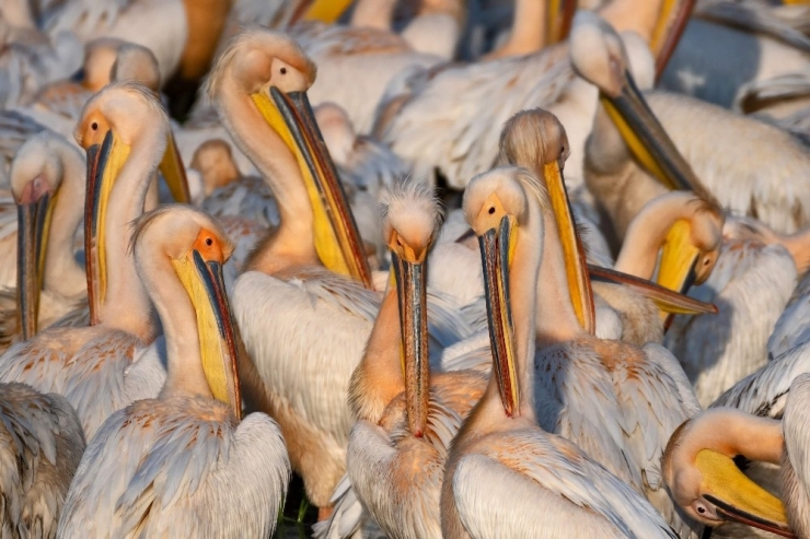 Binlerce Kilometre Öteden Geldiler...balıkçılar Olmadığı İçin Yüzlercesi Böyle Görüntülendi