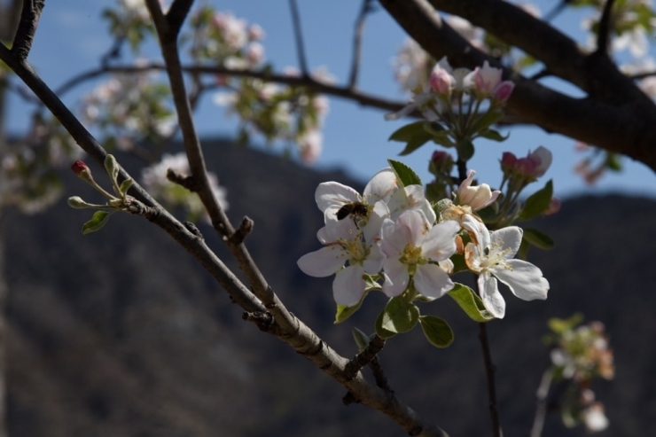 Yusufeli Yeni Yerleşim Yerinde Çiçekler Açtı, Ağaçlar Meyve Verdi
