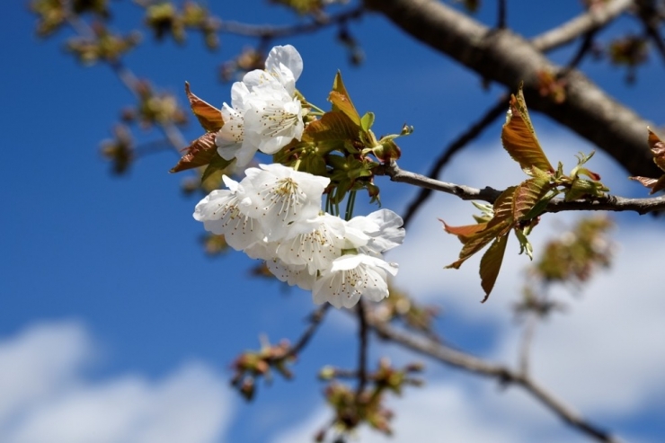 Yusufeli Yeni Yerleşim Yerinde Çiçekler Açtı, Ağaçlar Meyve Verdi