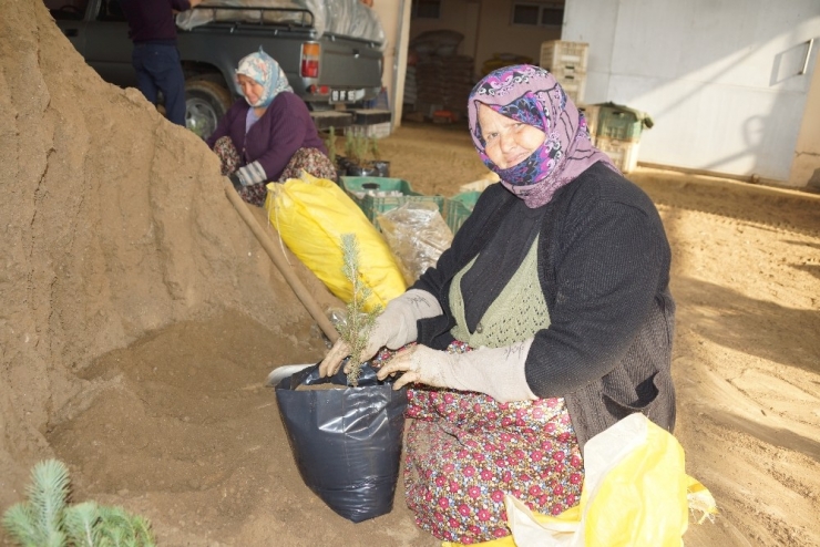 Aydın’da 1 Milyon 718 Bin Fidan Toprakla Buluştu