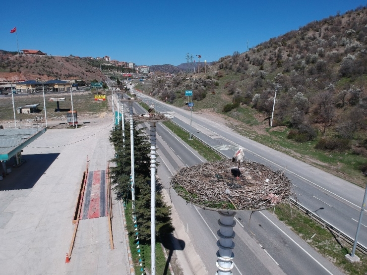 Kanatlarında Baharı Getirdiler