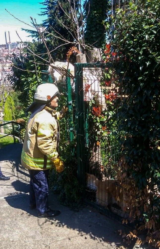 Villanın Çitlerine Takılan Köpeğin Yardımına İtfaiye Ekipleri Yetişti