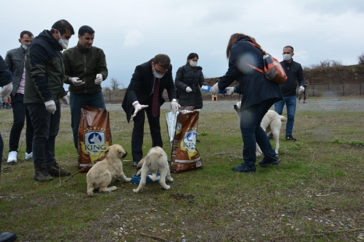 Kaymakam Sancaktutar, Geçici Hayvan Barınağında İncelemelerde Bulundu