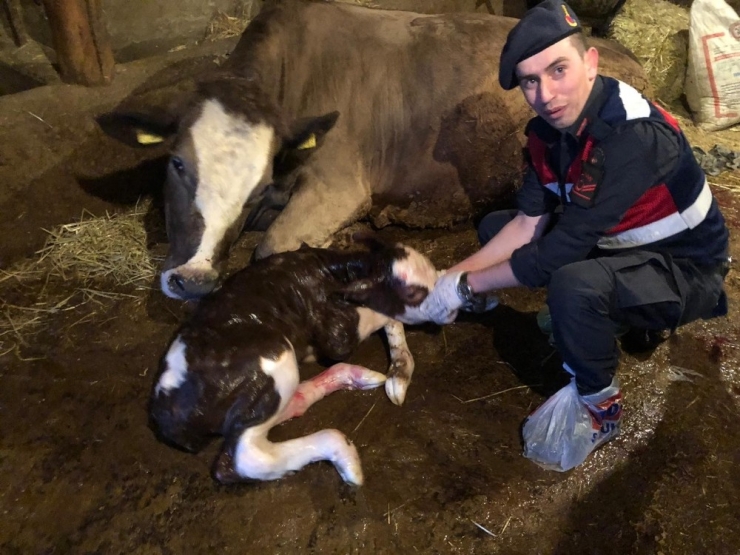 Yaşlı Kadının İneğinin Doğumunu Jandarma Yaptırdı