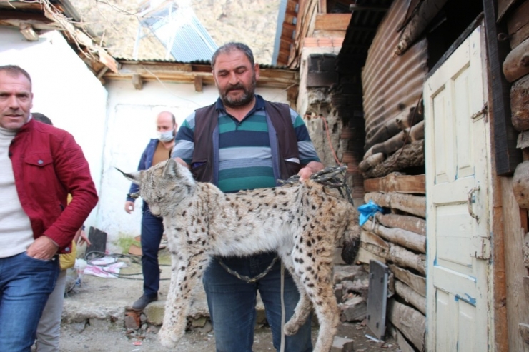Ahıra Giren Vaşak Tavukları Telef Etti