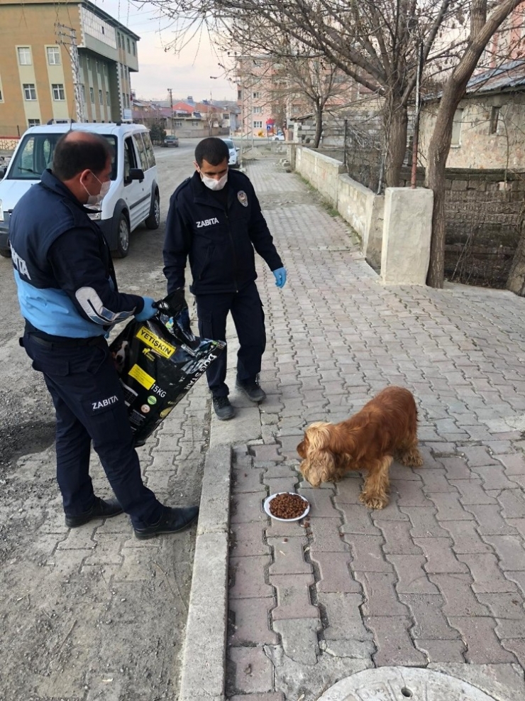 Horasan Belediyesi’nden Sokak Hayvanlarına Mama Ve Su Desteği