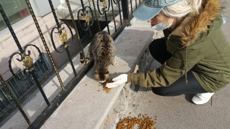 Sokak Hayvanlarına Çıldırlı Bayanlar Sahip Çıktı