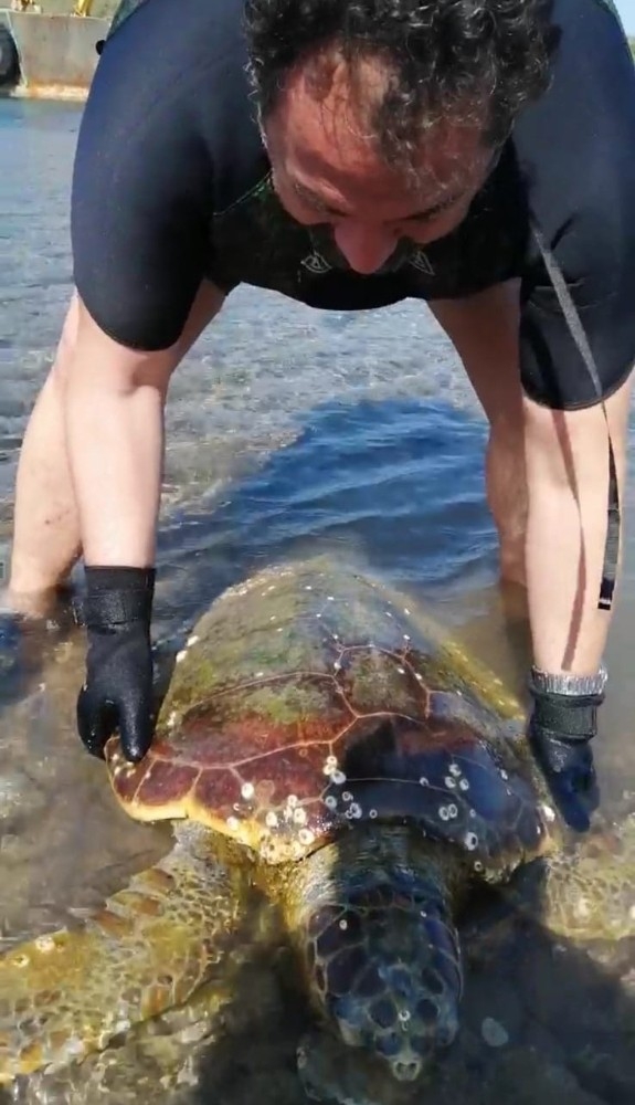 Deniz Kaplumbağasının Vücudunda Gördükleri Şok Etti