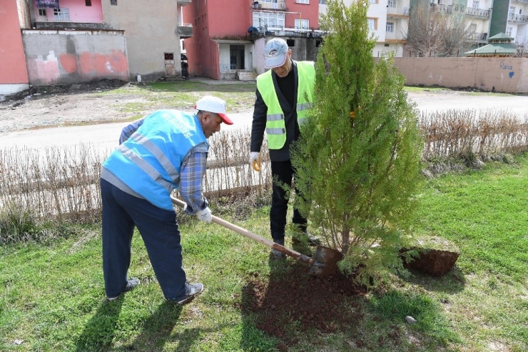 Muş Belediyesinden Fidan Dikim Çalışması
