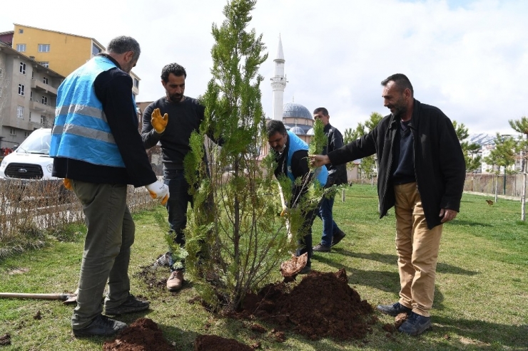 Muş Belediyesinden Fidan Dikim Çalışması