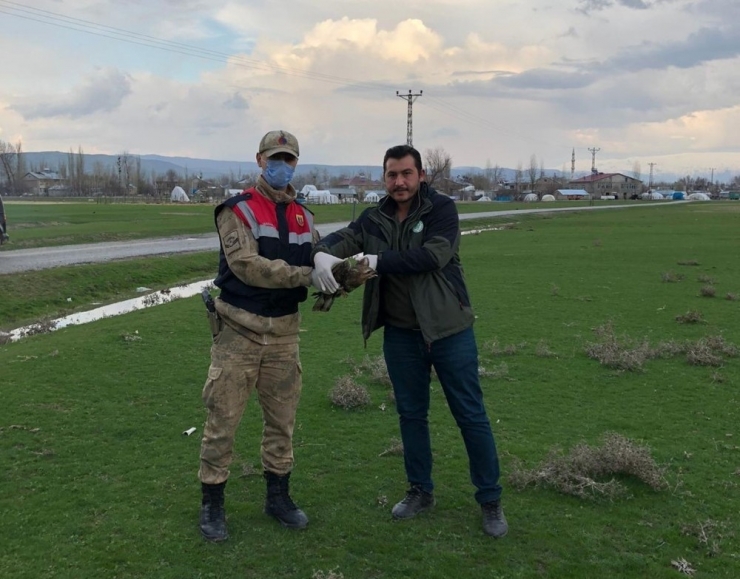 Jandarmanın Yaralı Halde Bulduğu Kızıl Şahin Koruma Altına Alındı
