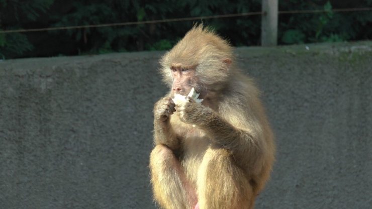 Hayvanat Bahçesi’ndeki Hayvanlara Korona Virüs Önlemi