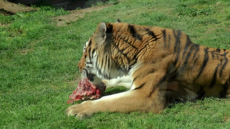 Hayvanat Bahçesi’ndeki Hayvanlara Korona Virüs Önlemi