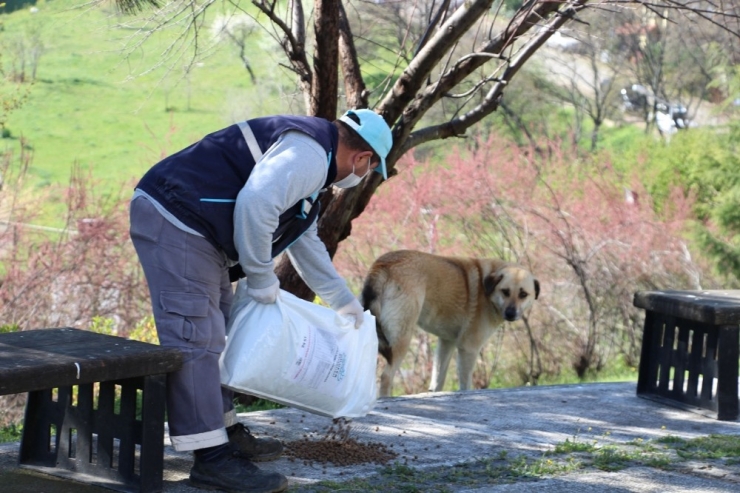 Nilüfer’de Can Dostlar İçin Seferberlik