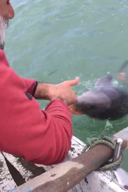 Ağlara Takılan Yunus Balığını Böyle Kurtardı: “Dur Oğlum, Dur Bir Tanem Seni Kurtaracağım”