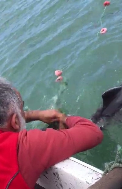 Ağlara Takılan Yunus Balığını Böyle Kurtardı: “Dur Oğlum, Dur Bir Tanem Seni Kurtaracağım”