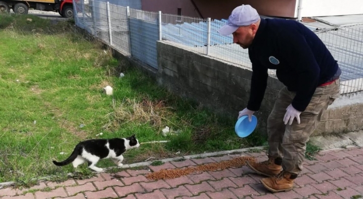Sokak Hayvanları İçin Günde 50 Kilo Yem Ve Mama Bırakılıyor